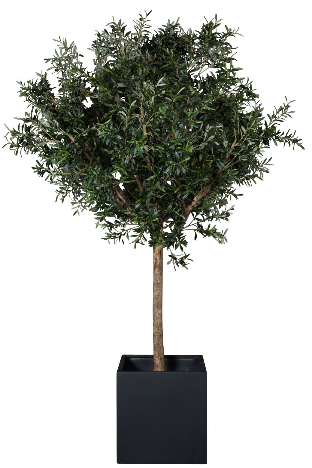 Taiga Olive Tree 230 (Olive Tree) Artificial plant Tanaman    